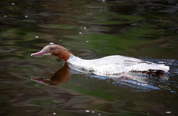 Goosander hembra nadando en el río