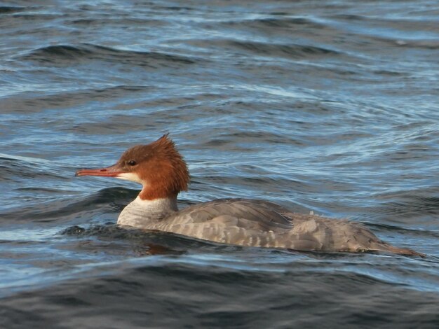 Foto goosander no mar