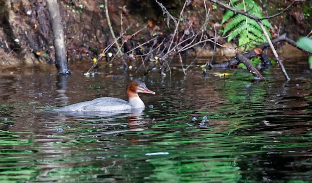 Goosanders juveniles pescando en el río