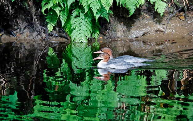 Goosanders juvenis pescando no rio