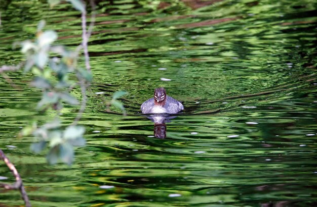 Foto goosanders juvenis pescando no rio