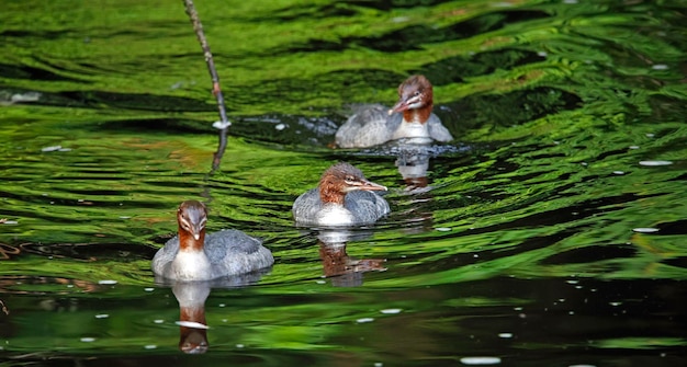 Goosanders juvenis pescando no rio