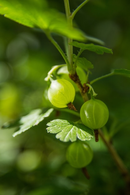 Goosberry verde en rama con hojas difusas