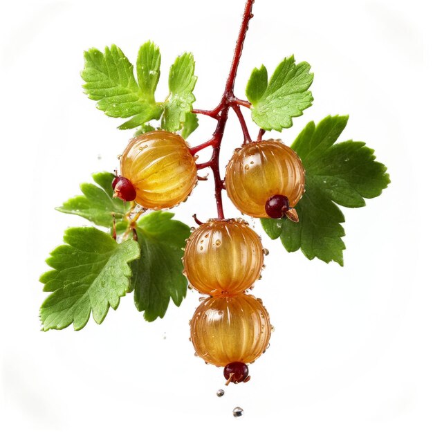 Gooseberries suculentas con piel translúcida hojas salpicadas de agua costillas revoloteantes uva comida crujiente