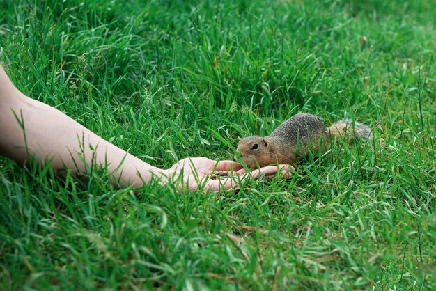 Gopher de alimentación de mano de mujer