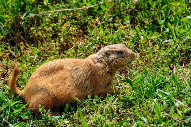 Gopher auf der grünen Wiese