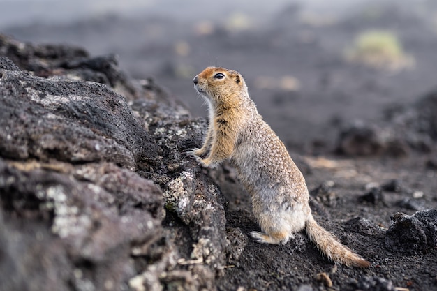 Gopher engraçados bonitos estão olhando para a câmera