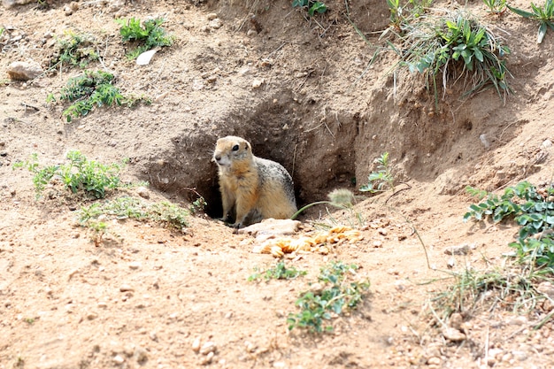 Gopher está perto de vison. gopher saiu de um buraco.