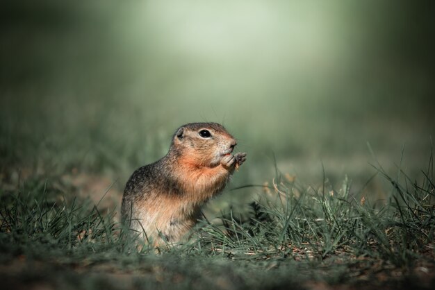 El Gopher está de pie en la hierba verde.