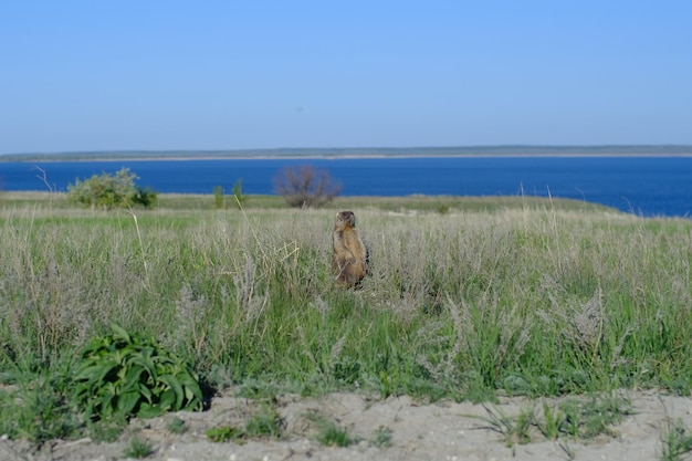 Gopher de estepa en la costa del Volga Rusia