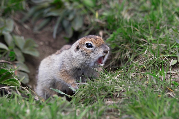 Gopher gritando en el campo