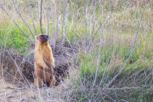 Gopher kletterte aus dem Loch und stand auf.