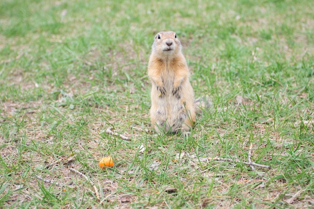 Gopher salvaje cerca de la madriguera.