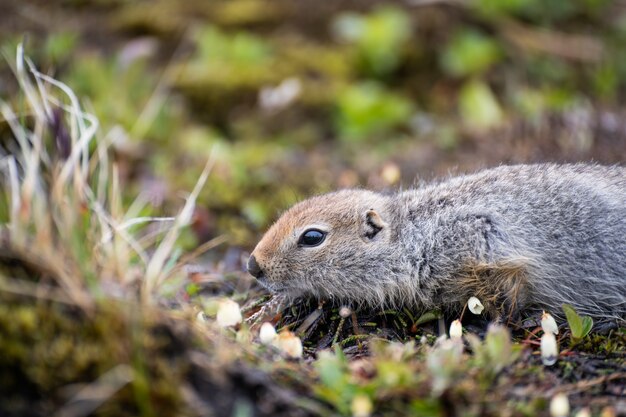 Gopher salvaje lindo en la hierba