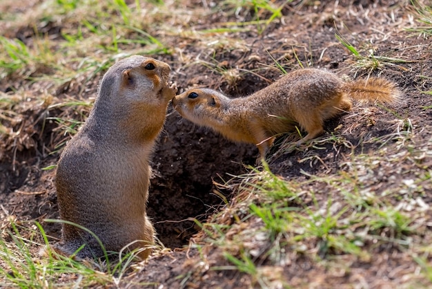 Gopher salvaje en medio natural. Topos de madre y bebé.