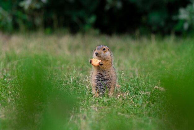 Gopher selvagem em ambiente natural. Gopher bonito come uma cenoura.