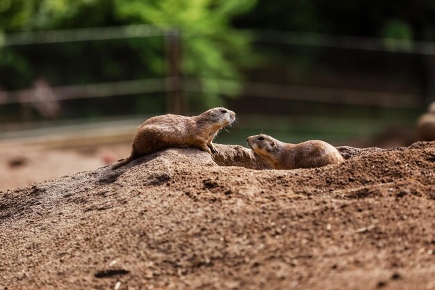 Gophers engraçados esquilo no zoológico hamsters na natureza Close-up do focão de gophers fofinhos foco seletivo