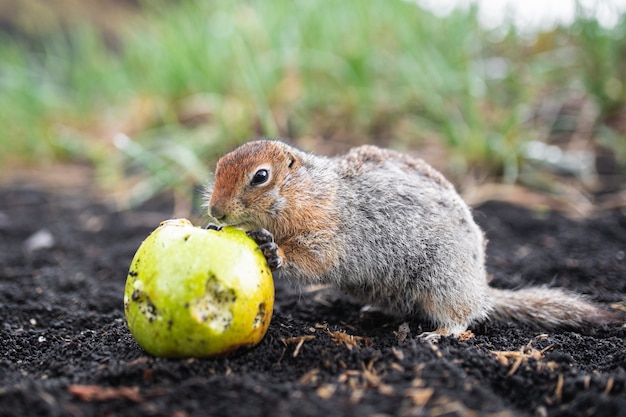 Gophers graciosos lindos