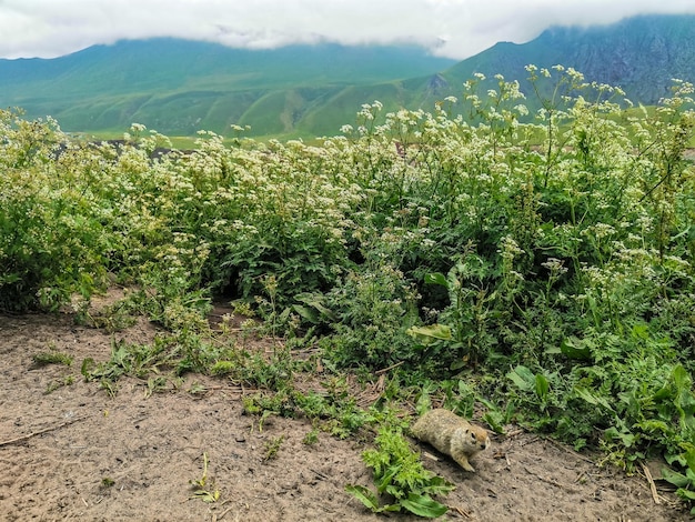 Gophers en la hierba en el desfiladero de KalaKulak KabardinoBalkaria Rusia