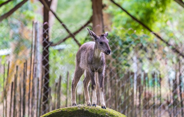 Goral im Zoo