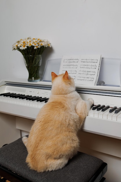 Gordo lindo gato vermelho lendo partituras para piano