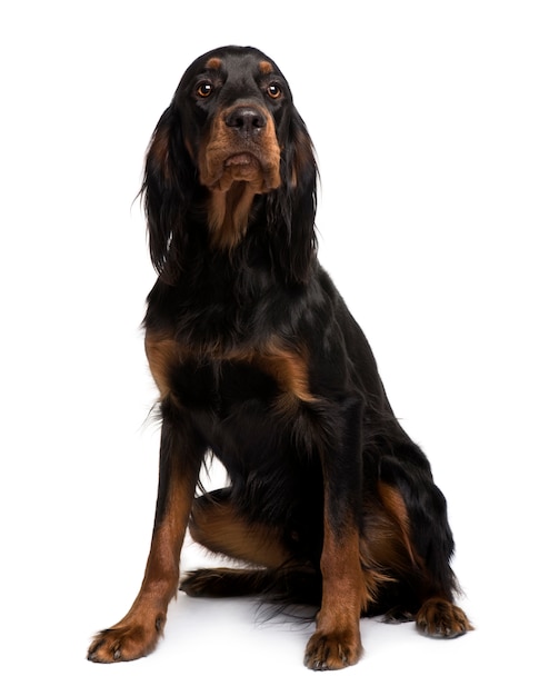 Gordon Setter con 16 meses de edad. Retrato de perro aislado