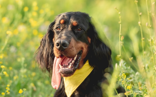 Gordon setter caminhando ao ar livre no campo