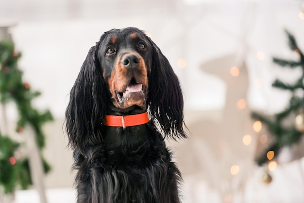 Gordon Setter in der Weihnachtszeit