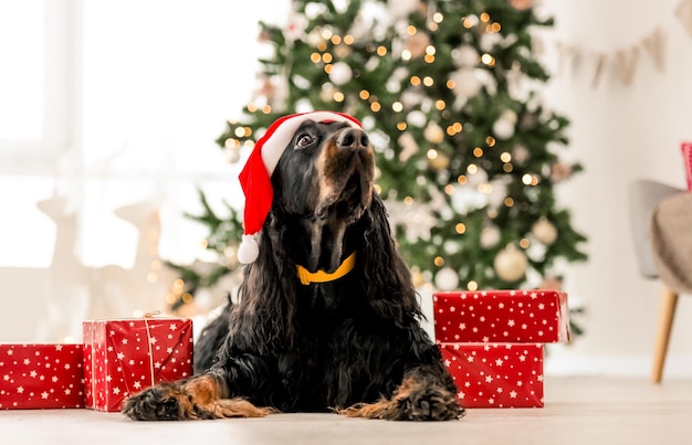 Gordon Setter in der Weihnachtszeit