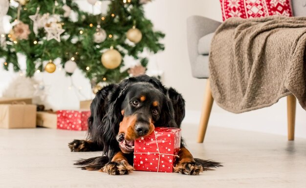 Gordon setter en Navidad