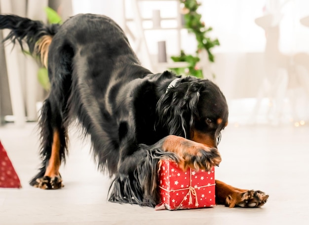 Gordon setter en Navidad