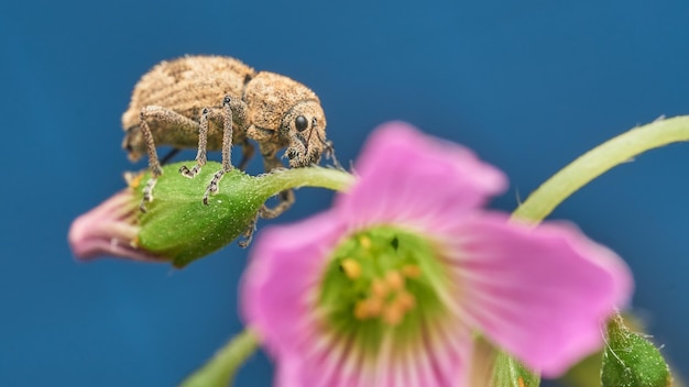 Gorgojo en flor violeta en fondo azul claro