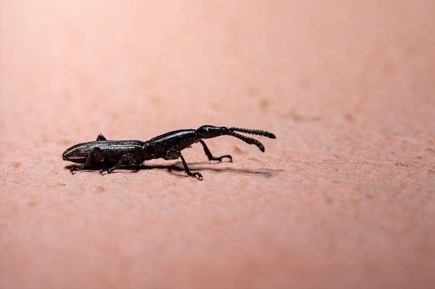 Gorgojo de hocico recto del género Brentus