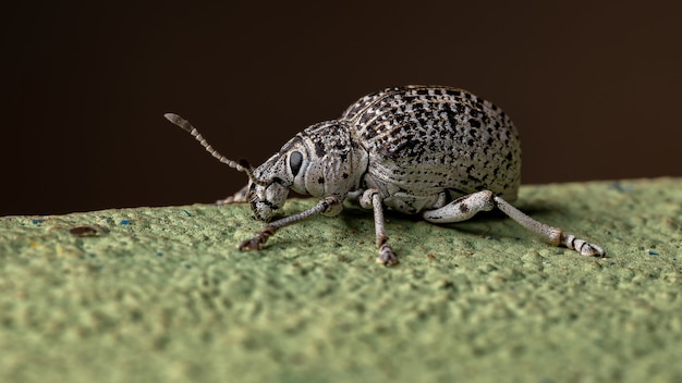 Gorgojo de nariz ancha de la especie Cydianerus latruncularius sobre una pared verde