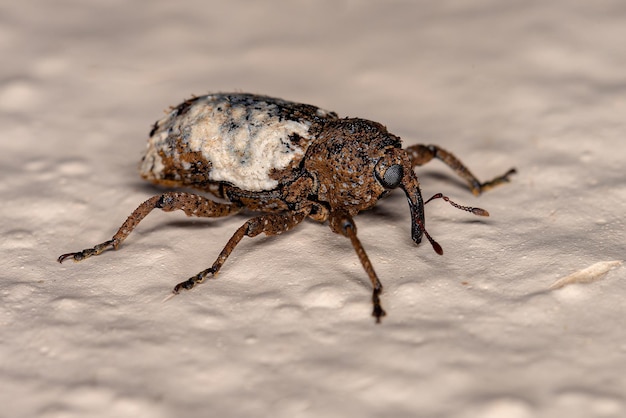 Gorgojo verdadero adulto de la familia Curculionidae