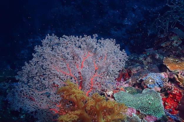 gorgonia gran coral ramificado en el arrecife/vida submarina del paisaje marino en el océano