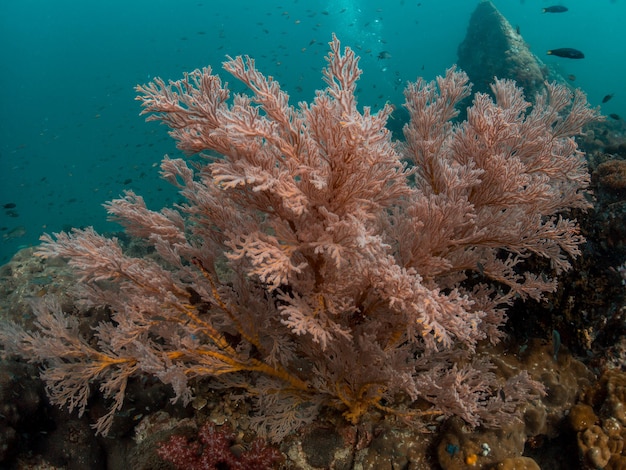 Foto gorgonian en el océano