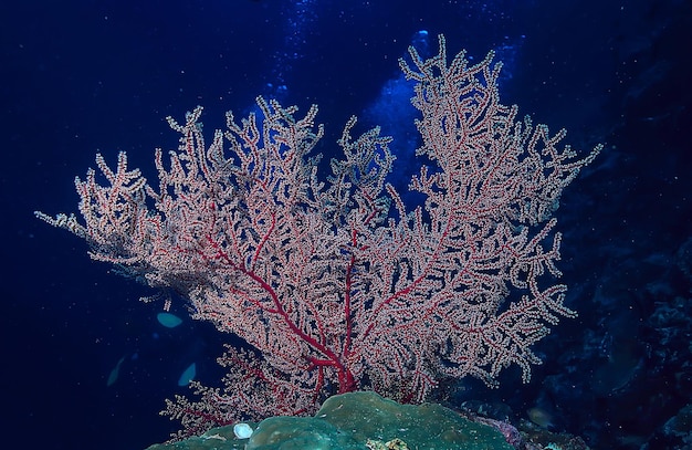 gorgonische große verzweigte Koralle am Riff / Meereslandschaft Unterwasserwelt im Ozean