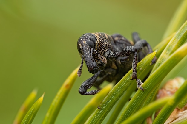 Gorgulho grande do pinheiro (Hylobius abietis) sentado em um pinheiro