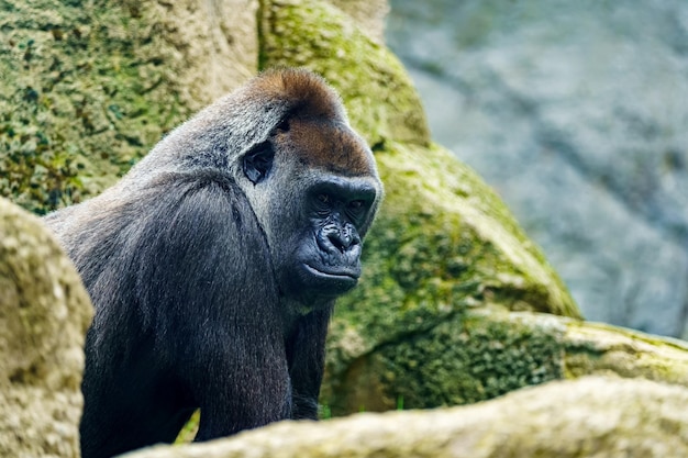 Gorila africano hembra posando entre las rocas de su hábitat