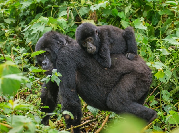 Gorila da montanha fêmea com um bebê. uganda. parque nacional da floresta impenetrável de bwindi.