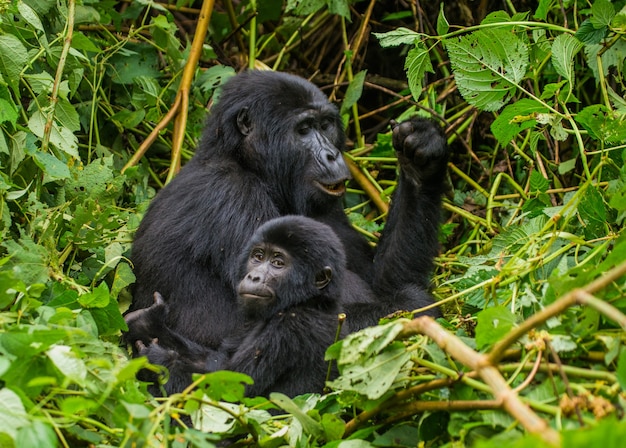 Gorila da montanha fêmea com um bebê. Uganda. Parque Nacional da Floresta Impenetrável de Bwindi.