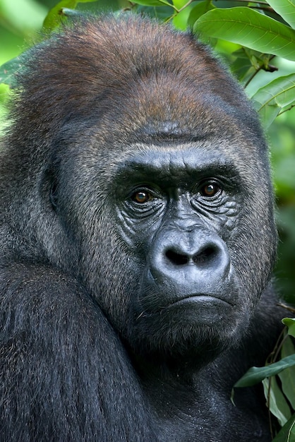 Gorila de espalda plateada de tierras bajas cara de cerca