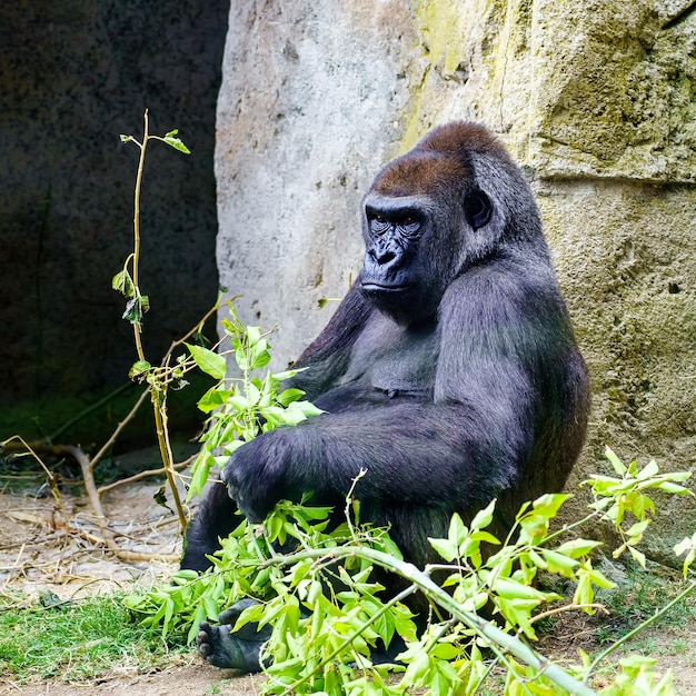 Gorila hembra africana sentada en el suelo y comiendo hojas de una rama de árbol