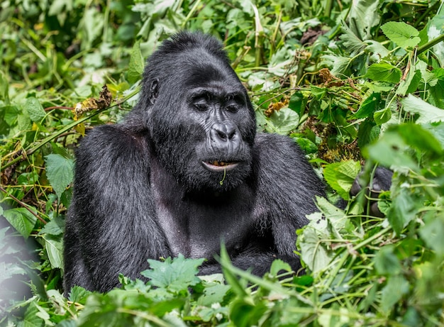 El gorila de montaña está comiendo plantas. Uganda. Parque Nacional del Bosque Impenetrable de Bwindi.