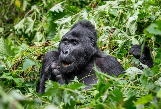 El gorila de montaña está comiendo plantas. Uganda. Parque Nacional del Bosque Impenetrable de Bwindi.