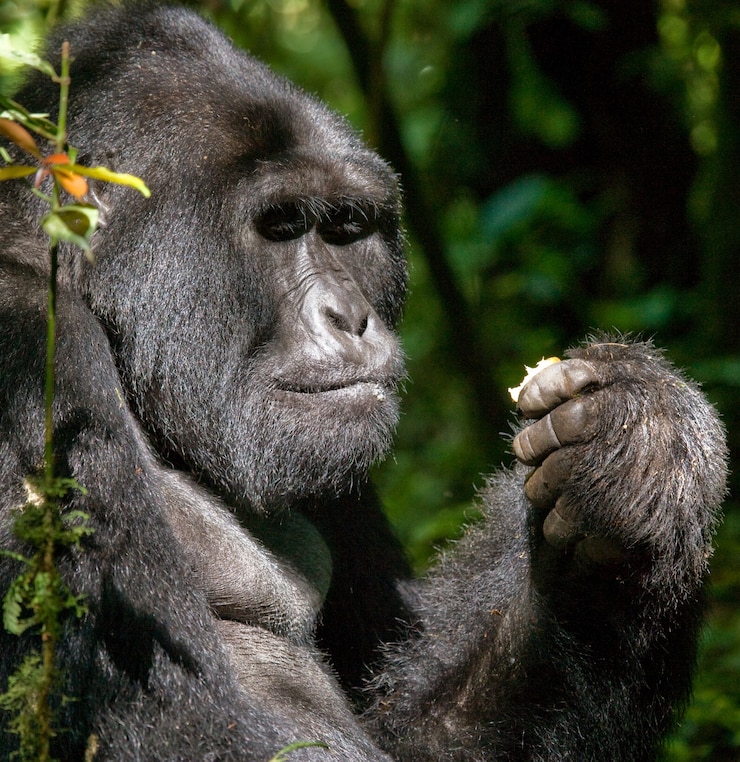 Foto el gorila de montaña está comiendo plantas. uganda. parque nacional del bosque impenetrable de bwindi.