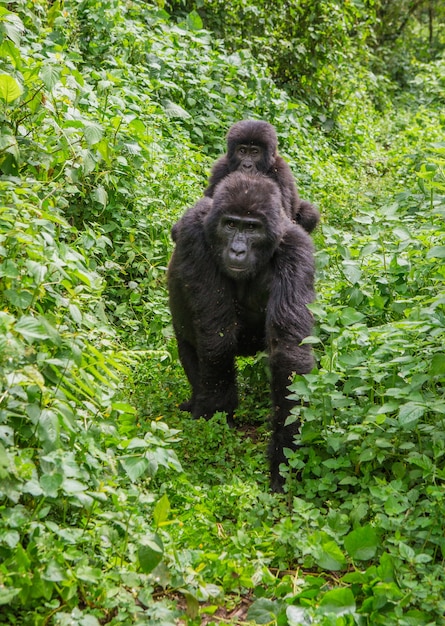 Gorila de montaña hembra con un bebé. Uganda. Parque Nacional del Bosque Impenetrable de Bwindi.