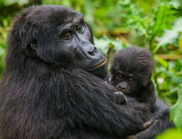 Gorila de montaña hembra con un bebé. Uganda. Parque Nacional del Bosque Impenetrable de Bwindi.