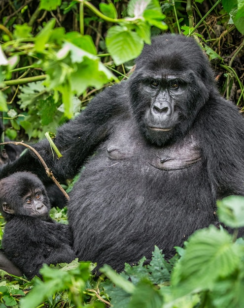 Gorila de montaña hembra con un bebé. Uganda. Parque Nacional del Bosque Impenetrable de Bwindi.